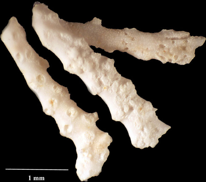 Senckenberg, Bryozoa, Bryozoen, Moostierchen, Sammlung Voigt