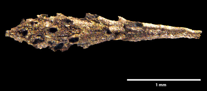 Senckenberg, Bryozoa, Bryozoen, Moostierchen, Sammlung Voigt