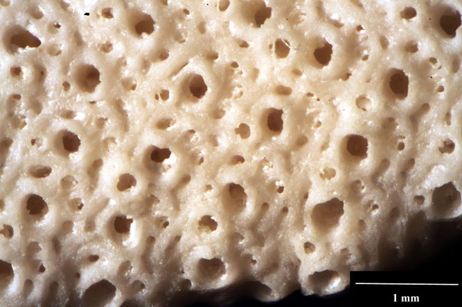 Senckenberg, Bryozoa, Bryozoen, Moostierchen, Sammlung Voigt