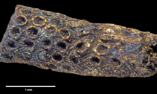 Senckenberg, Bryozoa, Bryozoen, Moostierchen, Sammlung Voigt