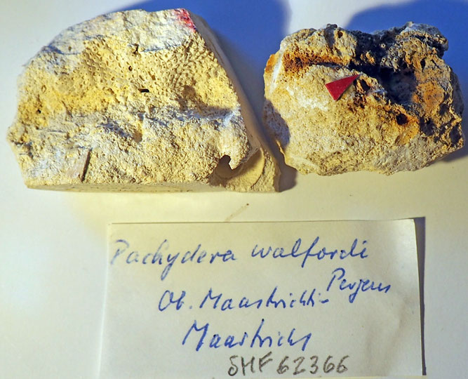 Senckenberg, Bryozoa, Bryozoen, Moostierchen, Sammlung Voigt