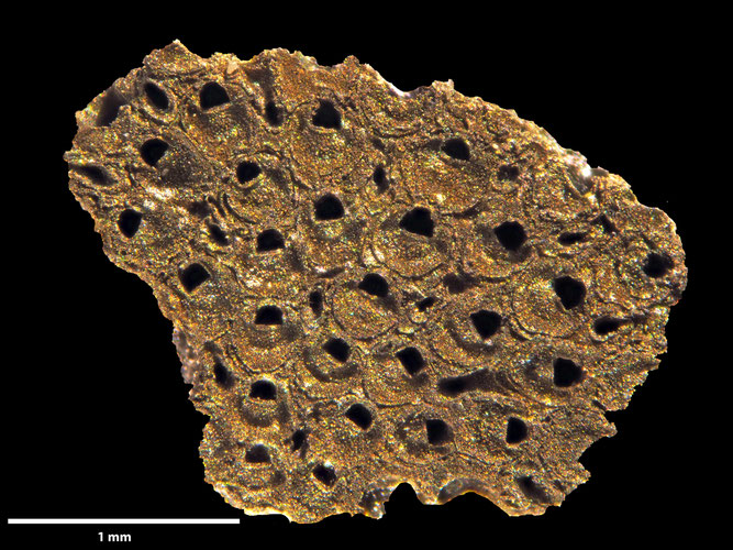 Senckenberg, Bryozoa, Bryozoen, Moostierchen, Sammlung Voigt