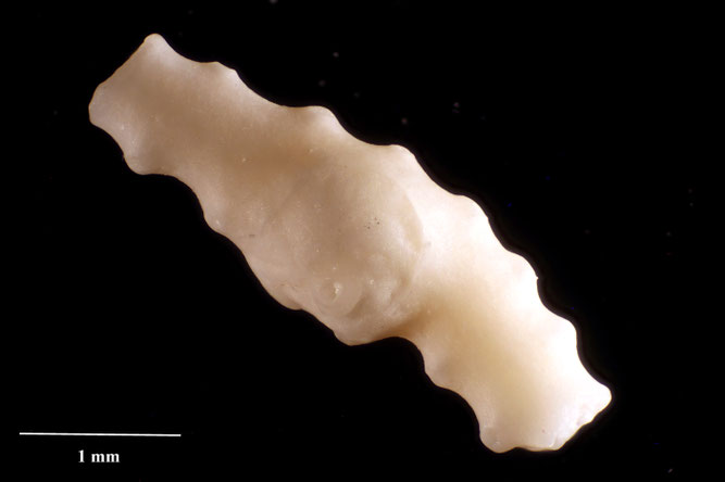 Senckenberg, Bryozoa, Bryozoen, Moostierchen, Sammlung Voigt