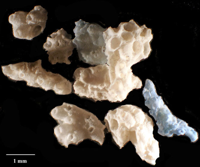 Senckenberg, Bryozoa, Bryozoen, Moostierchen, Sammlung Voigt