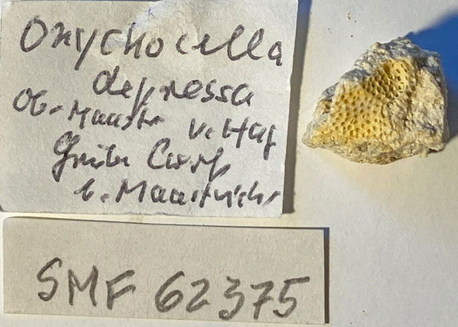 Senckenberg, Bryozoa, Bryozoen, Moostierchen, Sammlung Voigt