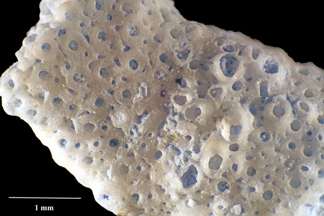 Senckenberg, Bryozoa, Bryozoen, Moostierchen, Sammlung Voigt