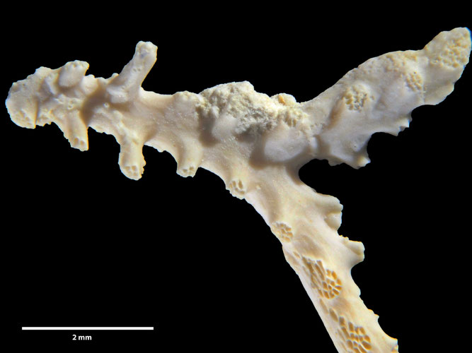 Senckenberg, Bryozoa, Bryozoen, Moostierchen, Sammlung Voigt