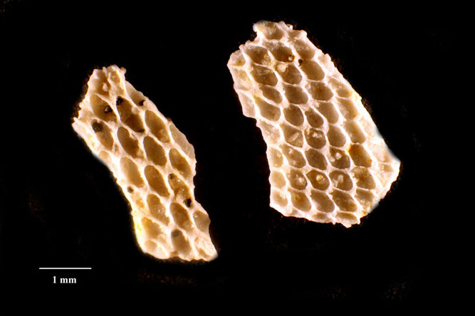 Senckenberg, Bryozoa, Bryozoen, Moostierchen, Sammlung Voigt