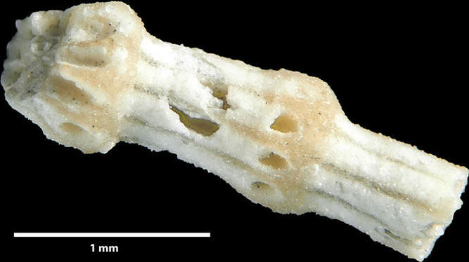 Senckenberg, Bryozoa, Bryozoen, Moostierchen, Sammlung Voigt