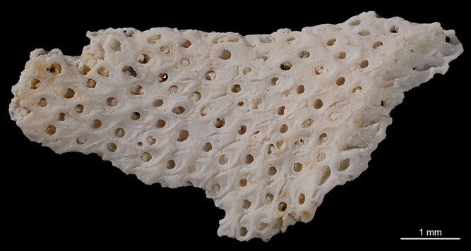 Senckenberg, Bryozoa, Bryozoen, Moostierchen, Sammlung Voigt