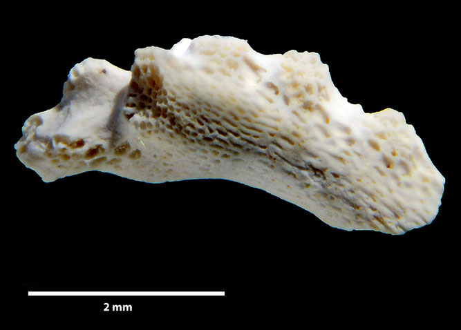 Senckenberg, Bryozoa, Bryozoen, Moostierchen, Sammlung Voigt