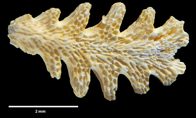Senckenberg, Bryozoa, Bryozoen, Moostierchen, Sammlung Voigt