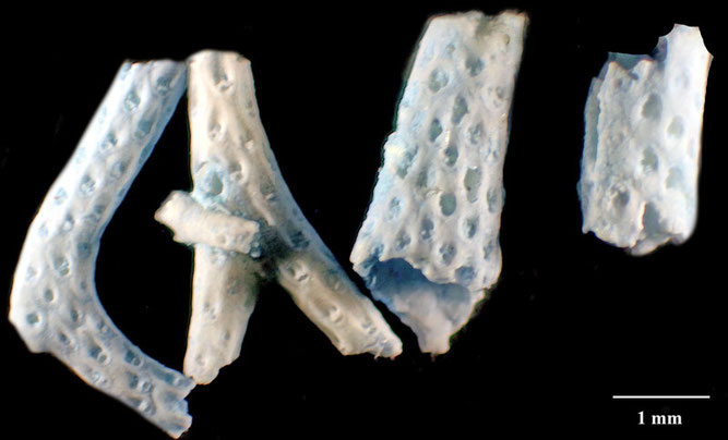 Senckenberg, Bryozoa, Bryozoen, Moostierchen, Sammlung Voigt