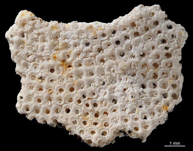 Senckenberg, Bryozoa, Bryozoen, Moostierchen, Sammlung Voigt