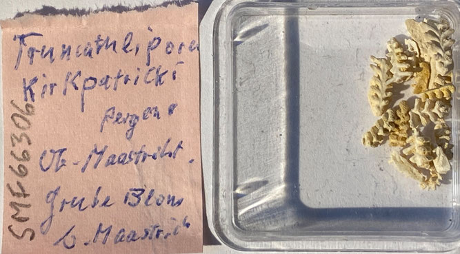 Senckenberg, Bryozoa, Bryozoen, Moostierchen, Sammlung Voigt
