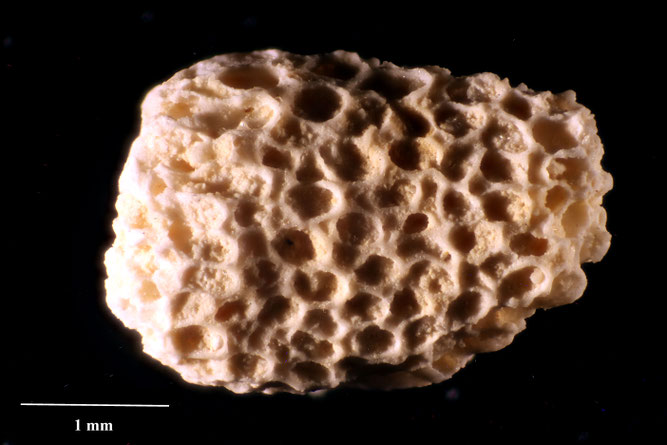 Senckenberg, Bryozoa, Bryozoen, Moostierchen, Sammlung Voigt