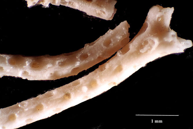 Senckenberg, Bryozoa, Bryozoen, Moostierchen, Sammlung Voigt