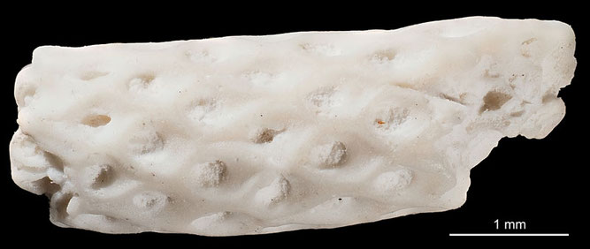 Senckenberg, Bryozoa, Bryozoen, Moostierchen, Sammlung Voigt