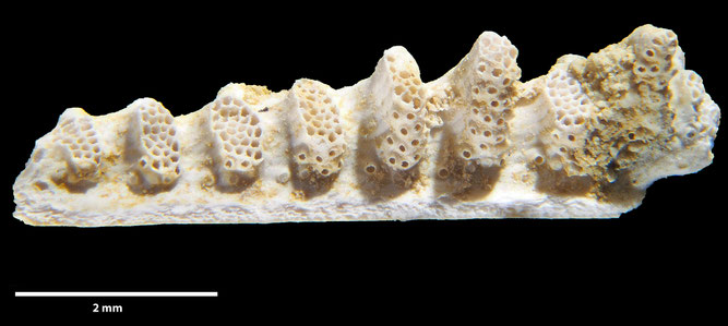 Senckenberg, Bryozoa, Bryozoen, Moostierchen, Sammlung Voigt