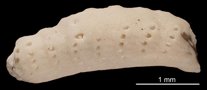 Senckenberg, Bryozoa, Bryozoen, Moostierchen, Sammlung Voigt