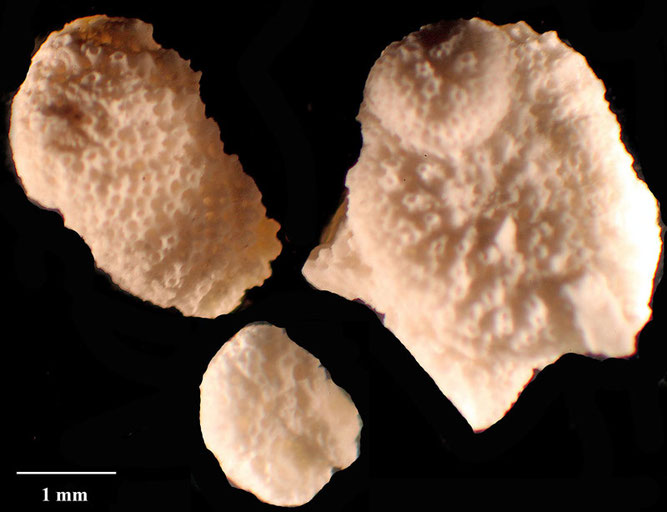 Senckenberg, Bryozoa, Bryozoen, Moostierchen, Sammlung Voigt