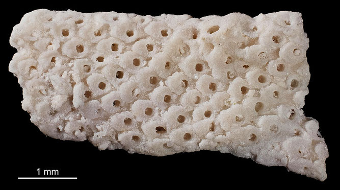 Senckenberg, Bryozoa, Bryozoen, Moostierchen, Sammlung Voigt