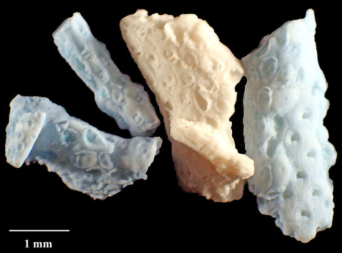 Senckenberg, Bryozoa, Bryozoen, Moostierchen, Sammlung Voigt