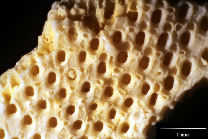Senckenberg, Bryozoa, Bryozoen, Moostierchen, Sammlung Voigt