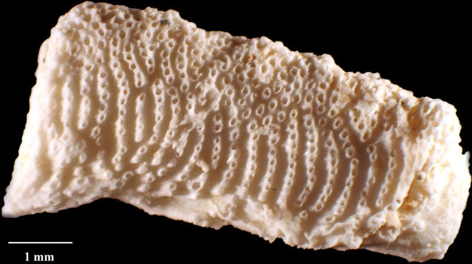 Senckenberg, Bryozoa, Bryozoen, Moostierchen, Sammlung Voigt