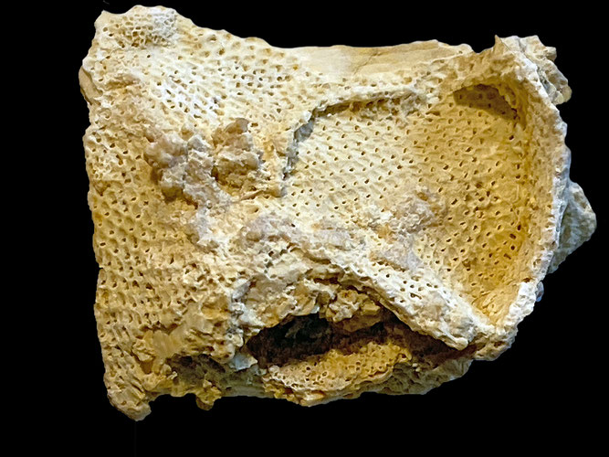 Senckenberg, Bryozoa, Bryozoen, Moostierchen, Sammlung Voigt