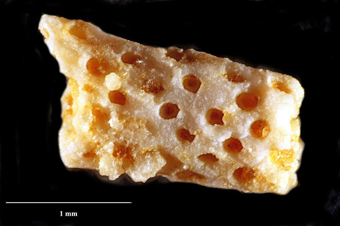 Senckenberg, Bryozoa, Bryozoen, Moostierchen, Sammlung Voigt