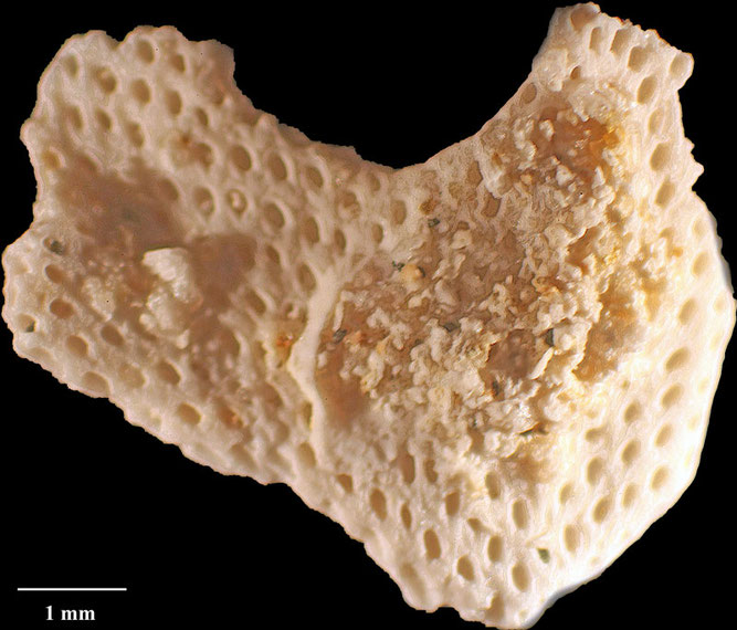 Senckenberg, Bryozoa, Bryozoen, Moostierchen, Sammlung Voigt