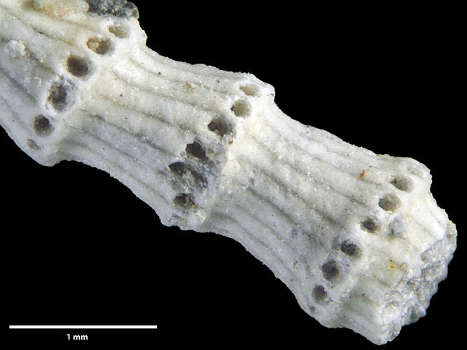 Senckenberg, Bryozoa, Bryozoen, Moostierchen, Sammlung Voigt