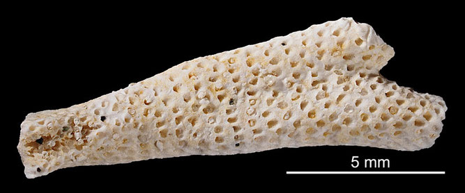 Senckenberg, Bryozoa, Bryozoen, Moostierchen, Sammlung Voigt