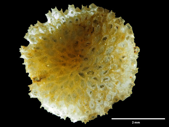 Senckenberg, Bryozoa, Bryozoen, Moostierchen, Sammlung Voigt