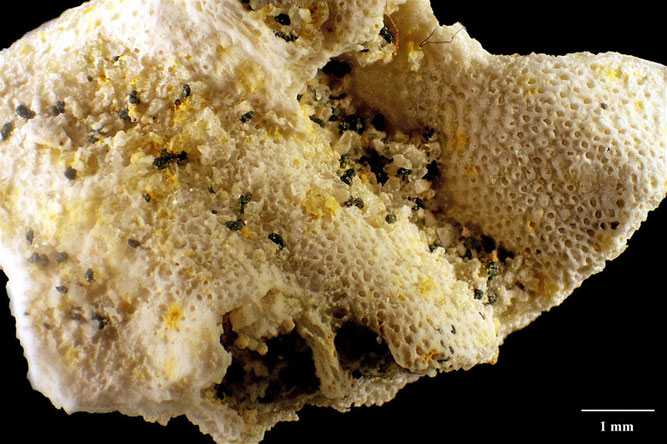 Senckenberg, Bryozoa, Bryozoen, Moostierchen, Sammlung Voigt