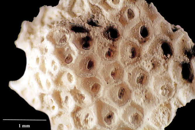 Senckenberg, Bryozoa, Bryozoen, Moostierchen, Sammlung Voigt