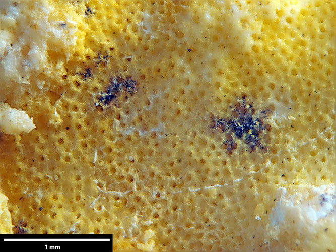 Senckenberg, Bryozoa, Bryozoen, Moostierchen, Sammlung Voigt