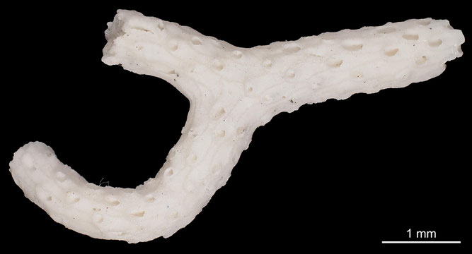 Senckenberg, Bryozoa, Bryozoen, Moostierchen, Sammlung Voigt
