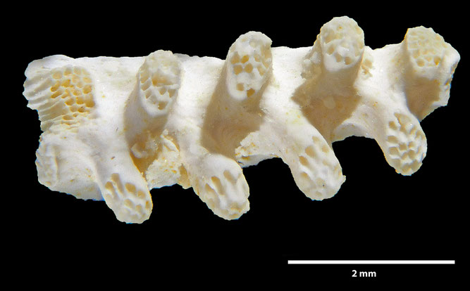 Senckenberg, Bryozoa, Bryozoen, Moostierchen, Sammlung Voigt