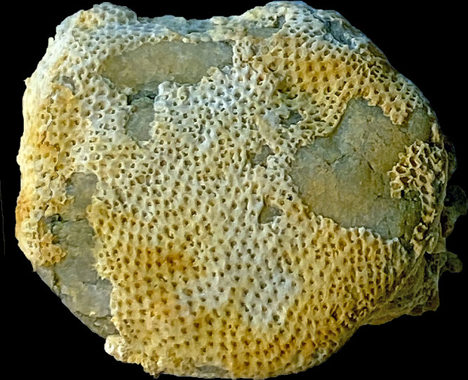 Senckenberg, Bryozoa, Bryozoen, Moostierchen, Sammlung Voigt