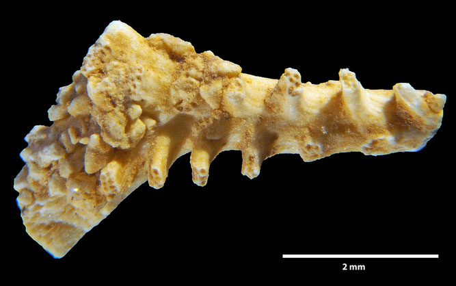 Senckenberg, Bryozoa, Bryozoen, Moostierchen, Sammlung Voigt