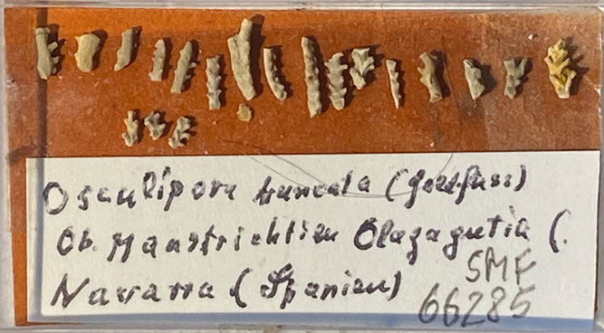 Senckenberg, Bryozoa, Bryozoen, Moostierchen, Sammlung Voigt