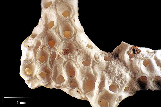 Senckenberg, Bryozoa, Bryozoen, Moostierchen, Sammlung Voigt