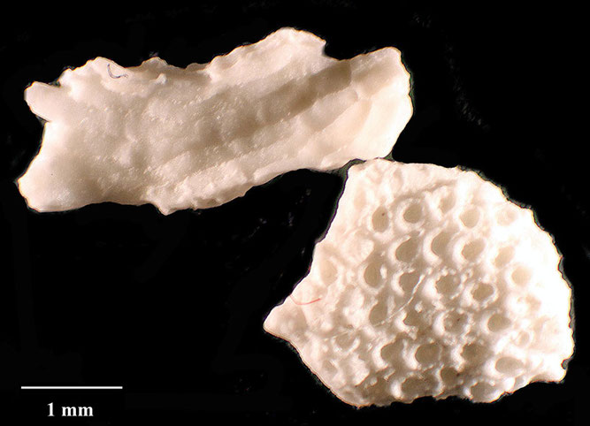 Senckenberg, Bryozoa, Bryozoen, Moostierchen, Sammlung Voigt