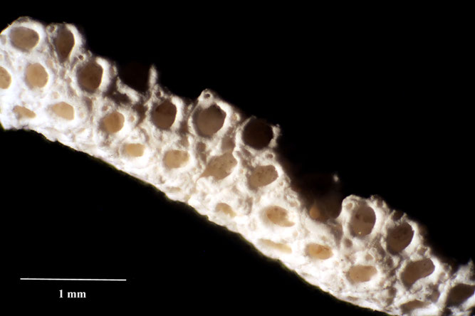 Senckenberg, Bryozoa, Bryozoen, Moostierchen, Sammlung Voigt