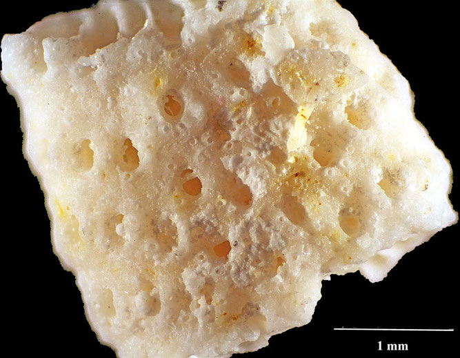 Senckenberg, Bryozoa, Bryozoen, Moostierchen, Sammlung Voigt