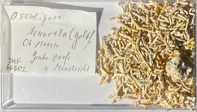 Senckenberg, Bryozoa, Bryozoen, Moostierchen, Sammlung Voigt