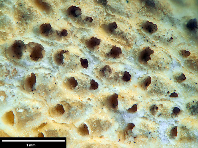 Senckenberg, Bryozoa, Bryozoen, Moostierchen, Sammlung Voigt