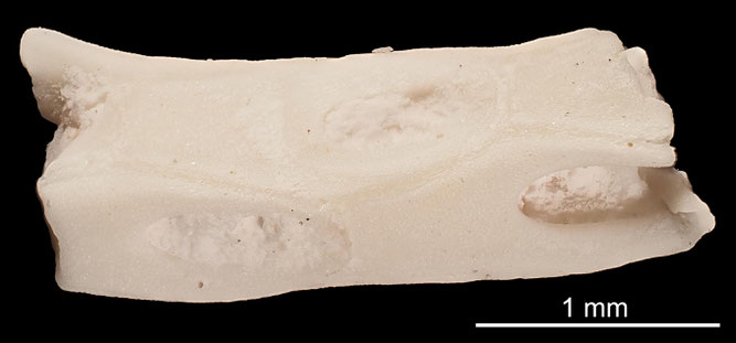 Senckenberg, Bryozoa, Bryozoen, Moostierchen, Sammlung Voigt